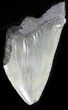 Serrated, Partial Megalodon Tooth #31146-1